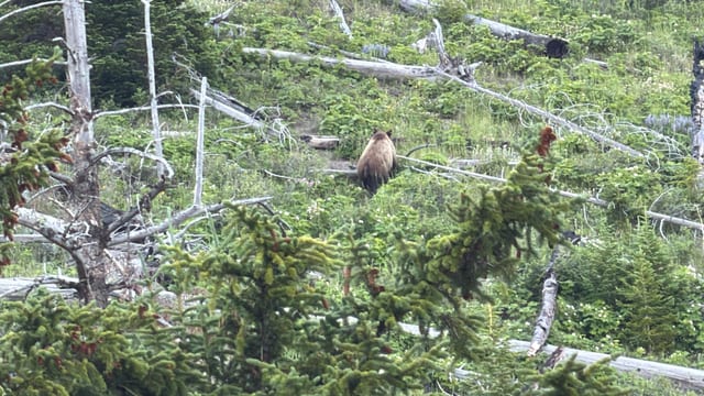 Day 05 - Yellowstone (Part 1 of 2) — image 4