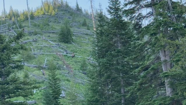 Day 05 - Yellowstone (Part 1 of 2) — video 6