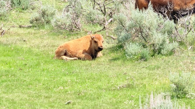 Day 05 - Yellowstone (Part 1 of 2) — image 16