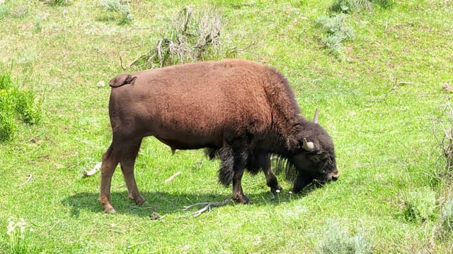 Day 05 - Yellowstone (Part 1 of 2) — image 17