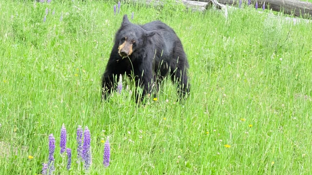 Day 05 - Yellowstone (Part 1 of 2) — image 18