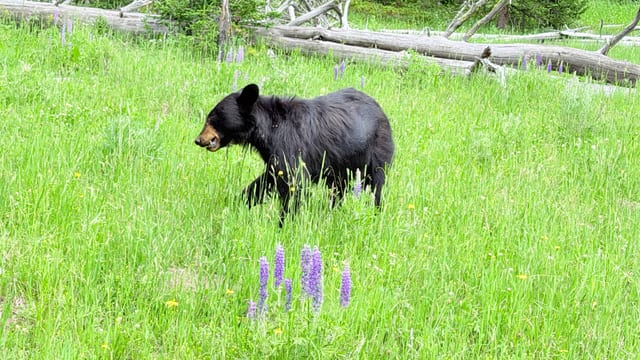 Day 05 - Yellowstone (Part 1 of 2) — image 24