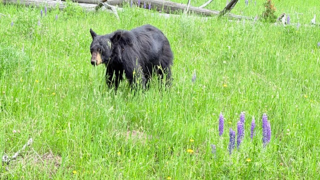 Day 05 - Yellowstone (Part 1 of 2) — image 19