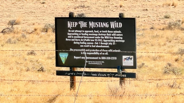 Day 06 - Wild Mustangs — image 2