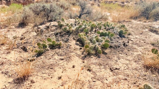 Day 06 - Wild Mustangs — image 4