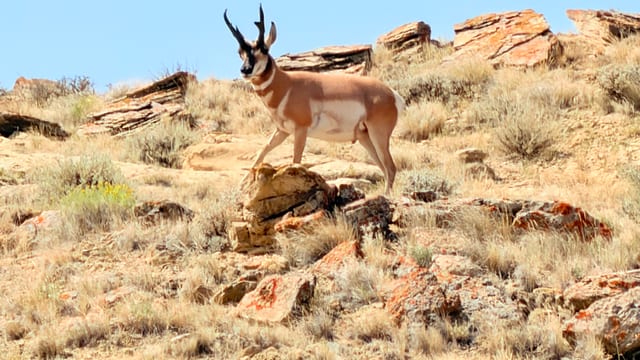Day 06 - Wild Mustangs — image 5