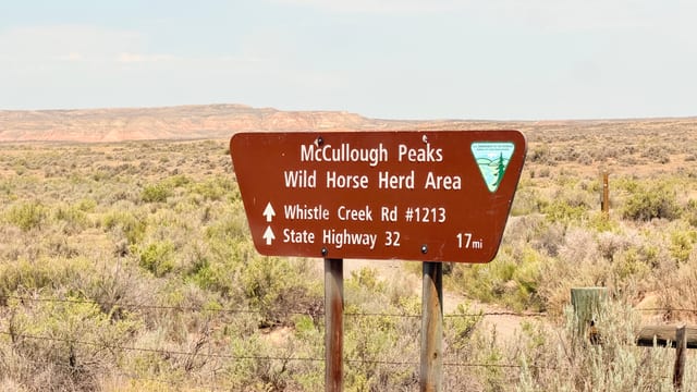 Cover photo for Day 06 - Wild Mustangs