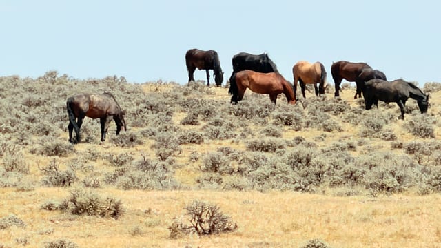 Day 06 - Wild Mustangs — image 9
