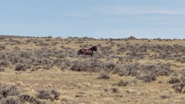 Day 06 - Wild Mustangs — video 12