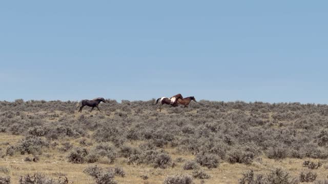 Day 06 - Wild Mustangs — video 13
