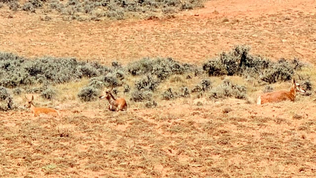 Day 06 - Wild Mustangs — image 14