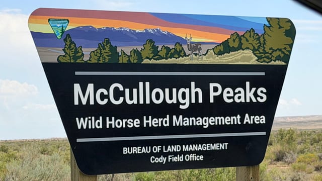 Day 06 - Wild Mustangs — image 15