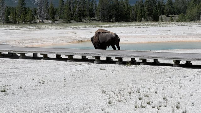 Day 07 - Yellowstone (Part 2 of 2) — image 13