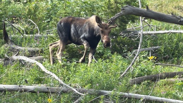 Day 07 - Yellowstone (Part 2 of 2) — image 18