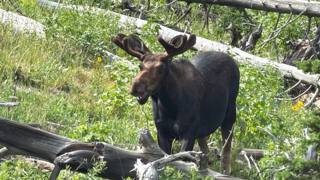 Day 07 - Yellowstone (Part 2 of 2) — image 17