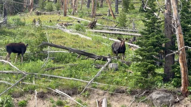 Day 07 - Yellowstone (Part 2 of 2) — video 22