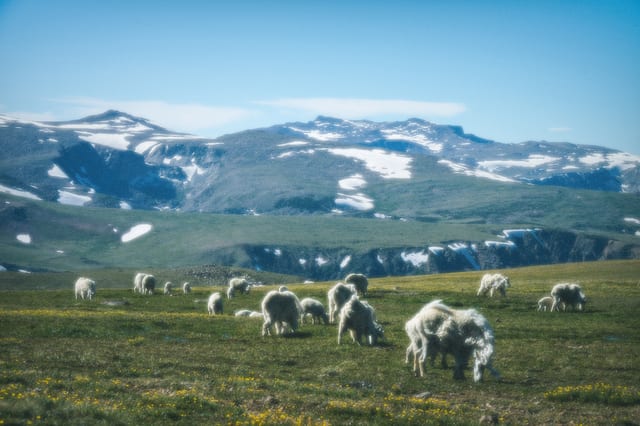 Explore the Beartooth Highway — image 2